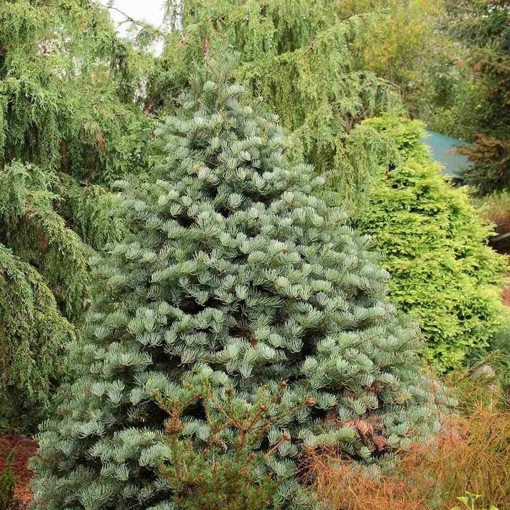 Brad Alb Pitic Archer's Dwarf (Abies Concolor), conifer decorativ cu ace verzi-albastrui, vesnic verde, Ideal pentru ghiveci si gradina mica