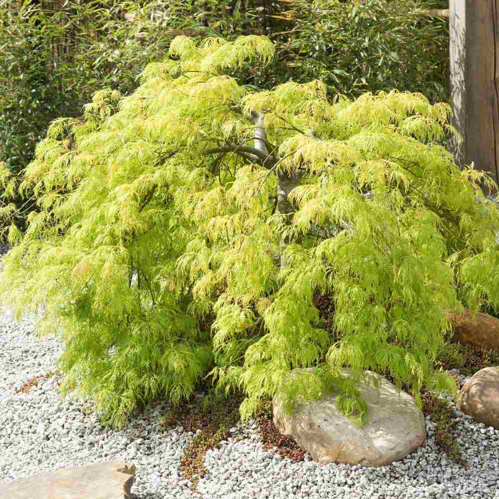 Artar Japonez Pitic Dissectum Viridis, frunze verzi dantelate, forma pletoasa, rezistenta frig -20°C