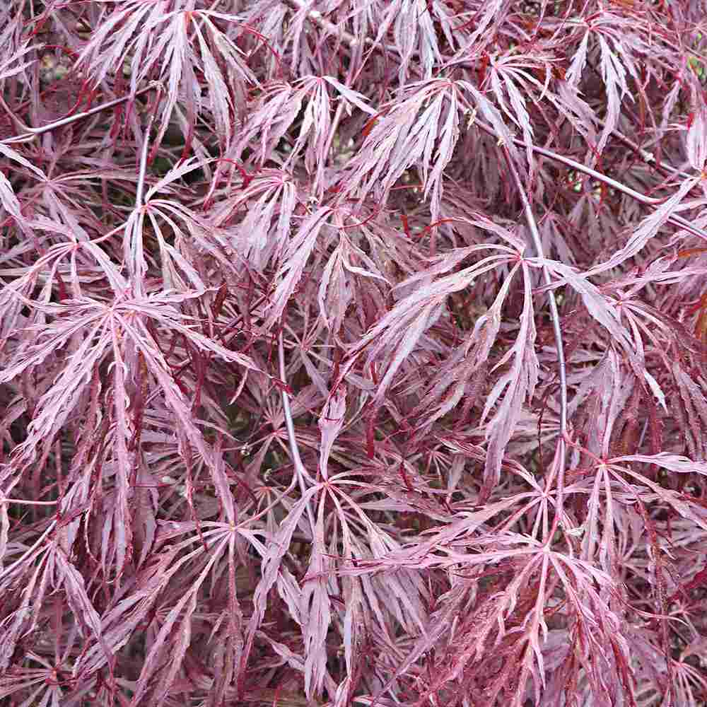 Artar Japonez Rosu Pitic Garnet, cu frunzis rosu aprins, decor spectaculos, cu textura dantelata