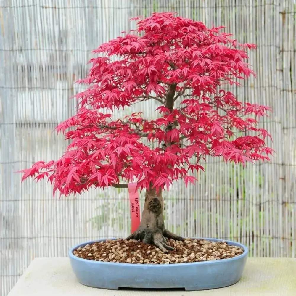 Aranjament Bonsai Zen cu Artar Japonez, 30 cm, bonsai mini copac , cadou perfect