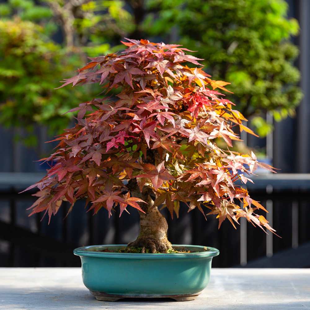 Aranjament Bonsai Zen cu Artar Japonez, 30 cm, bonsai mini copac , cadou perfect