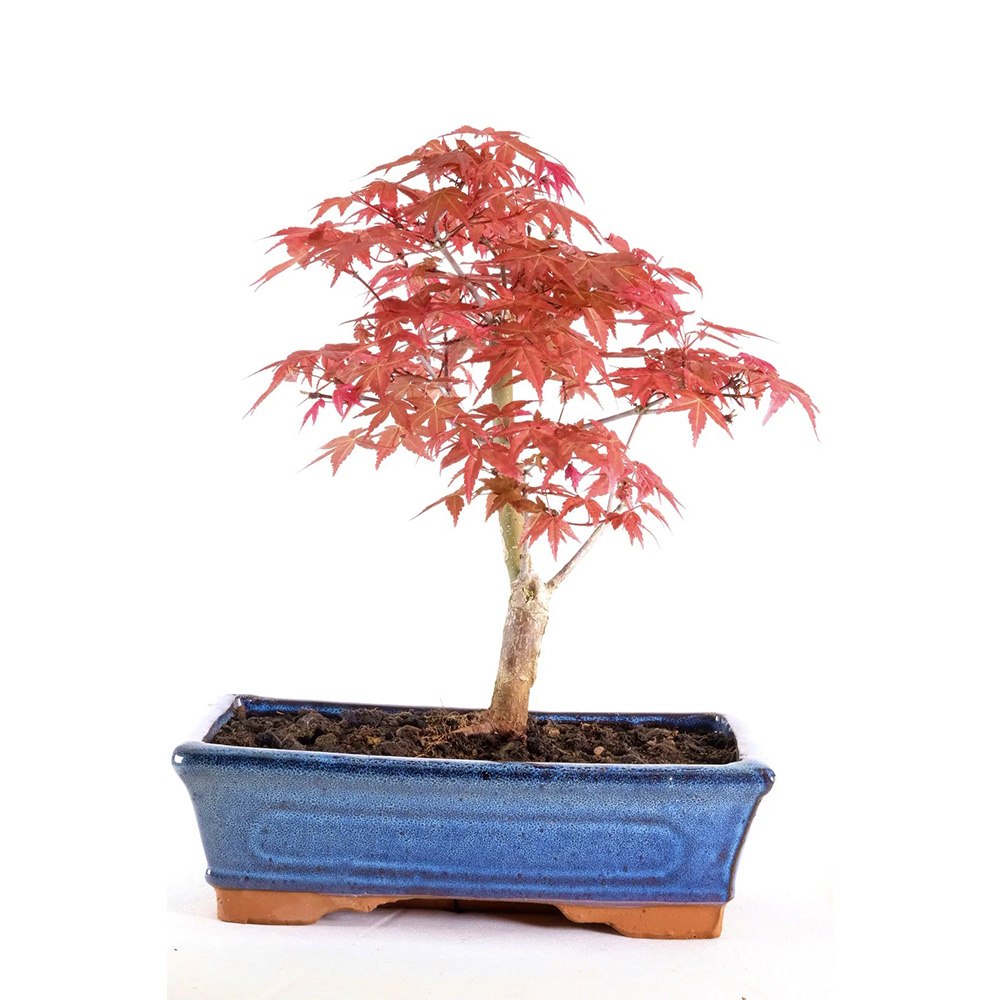 Aranjament Bonsai Zen cu Artar Japonez, 30 cm, bonsai mini copac , cadou perfect