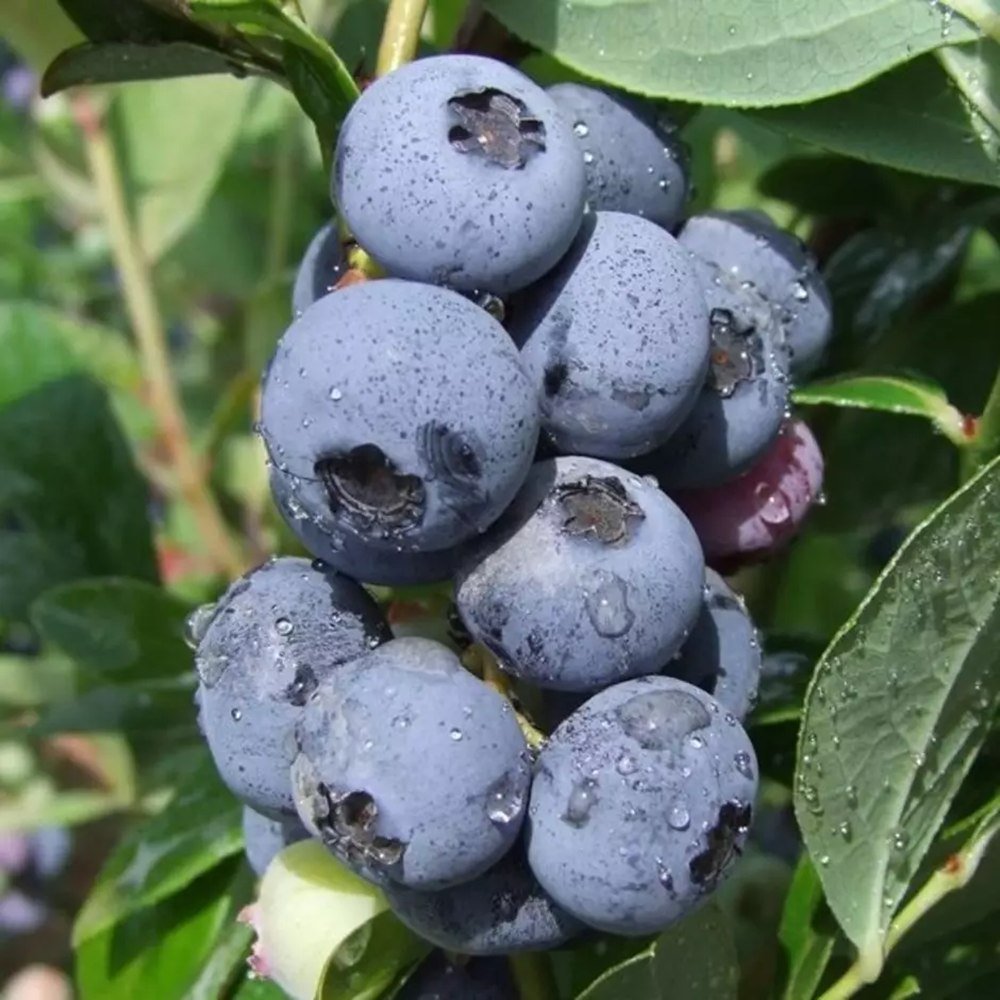 Afin Goldtraube 71 (Vaccinium corymbosum), cu fructe dulci-acisoare