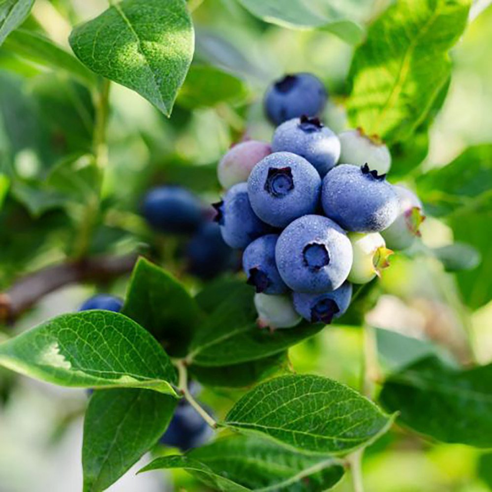 Afin Northland (Vaccinium corymbosum), cu fructe dulci-acrisoare