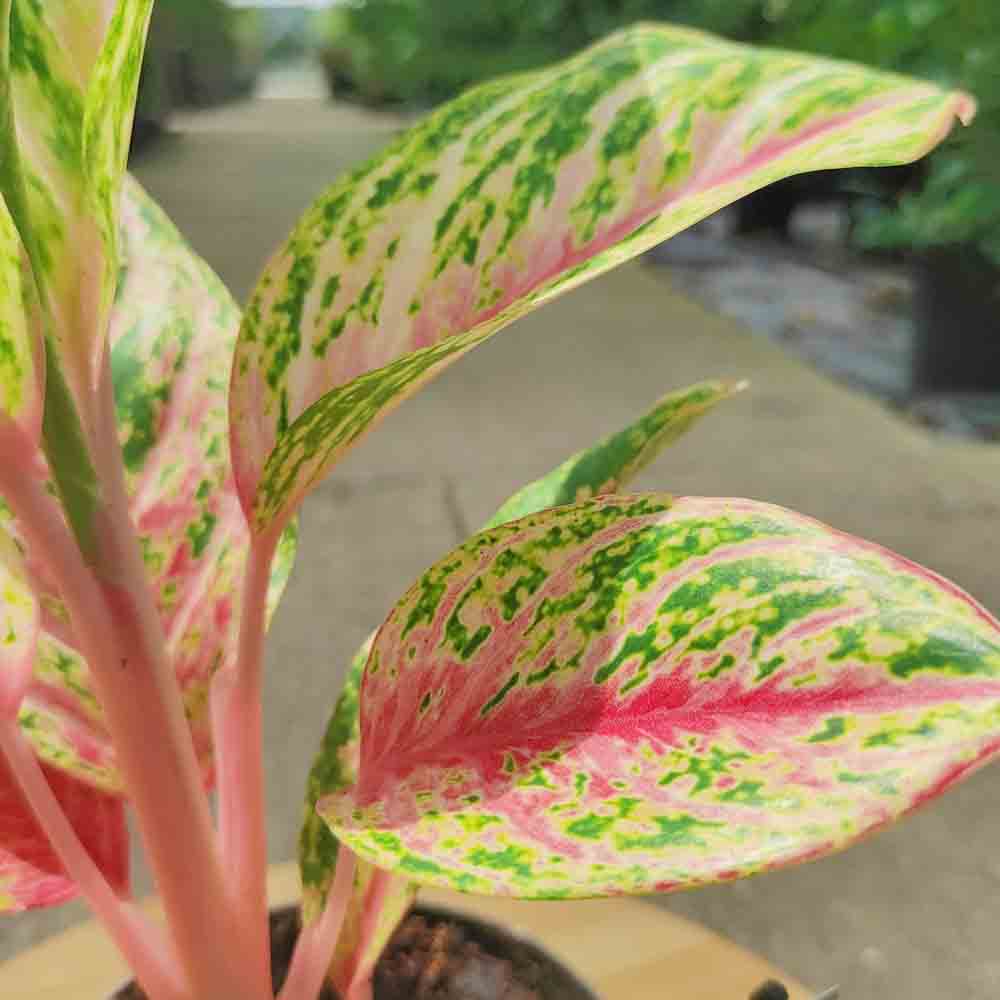 Aglaonema Cocomelon - 45 cm, frunze cu nuante de verde-somon