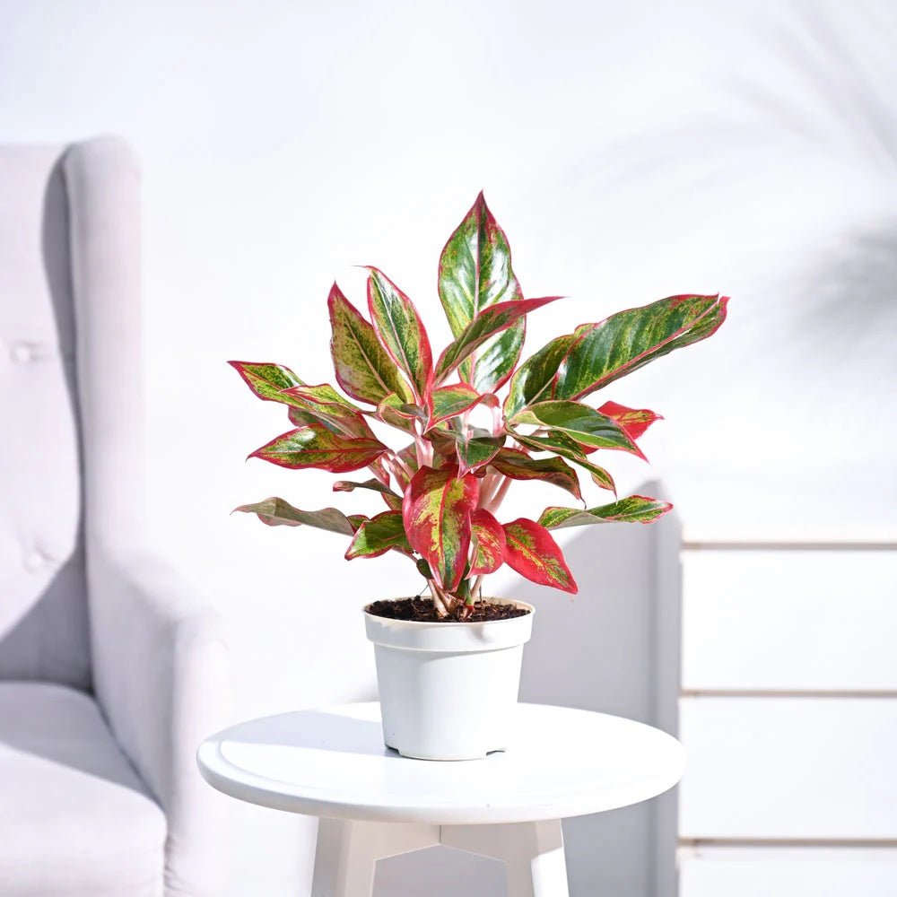 Aglaonema Red Fire - 30 cm, cu frunze rosii-verzi