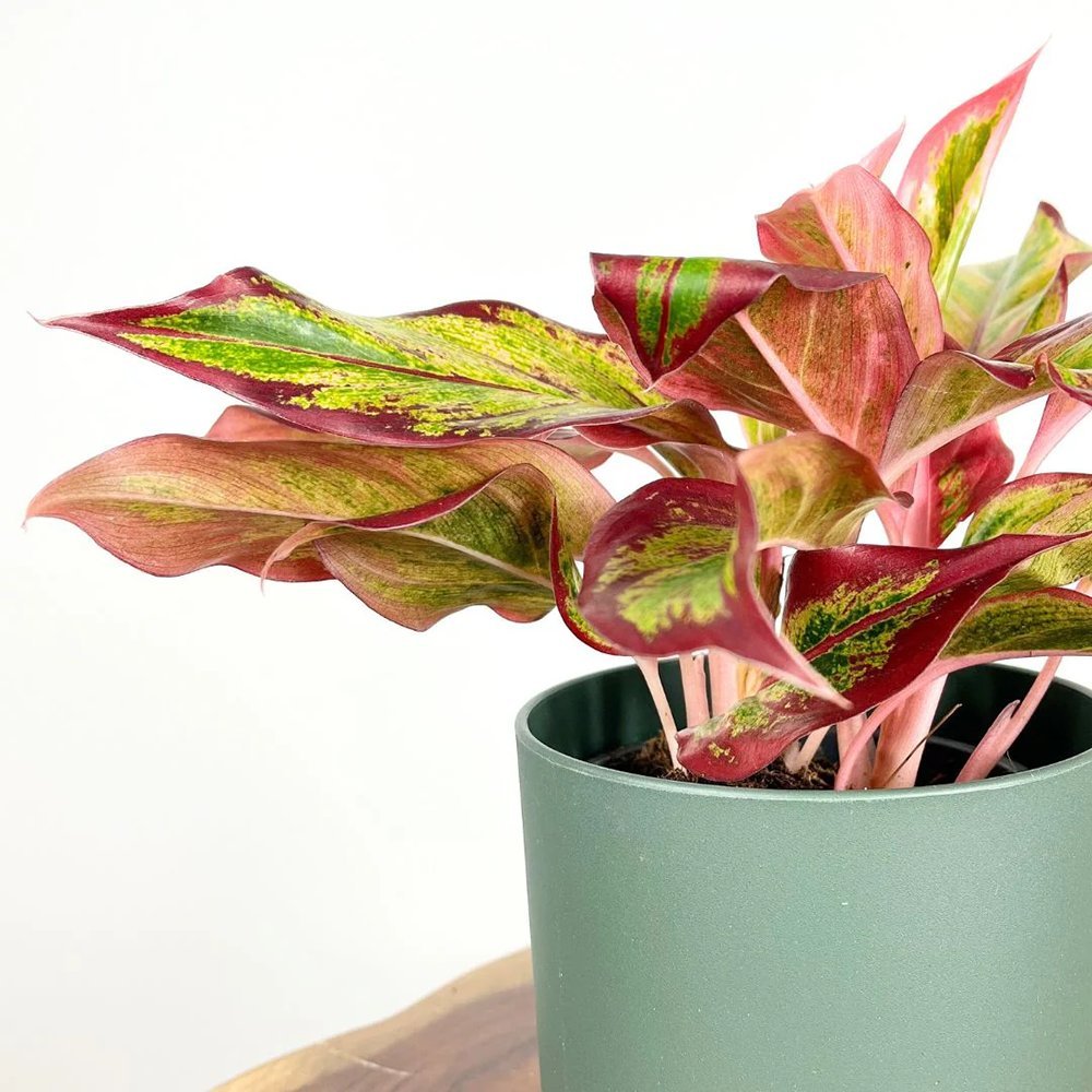 Aglaonema Red Fire - 30 cm, cu frunze rosii-verzi