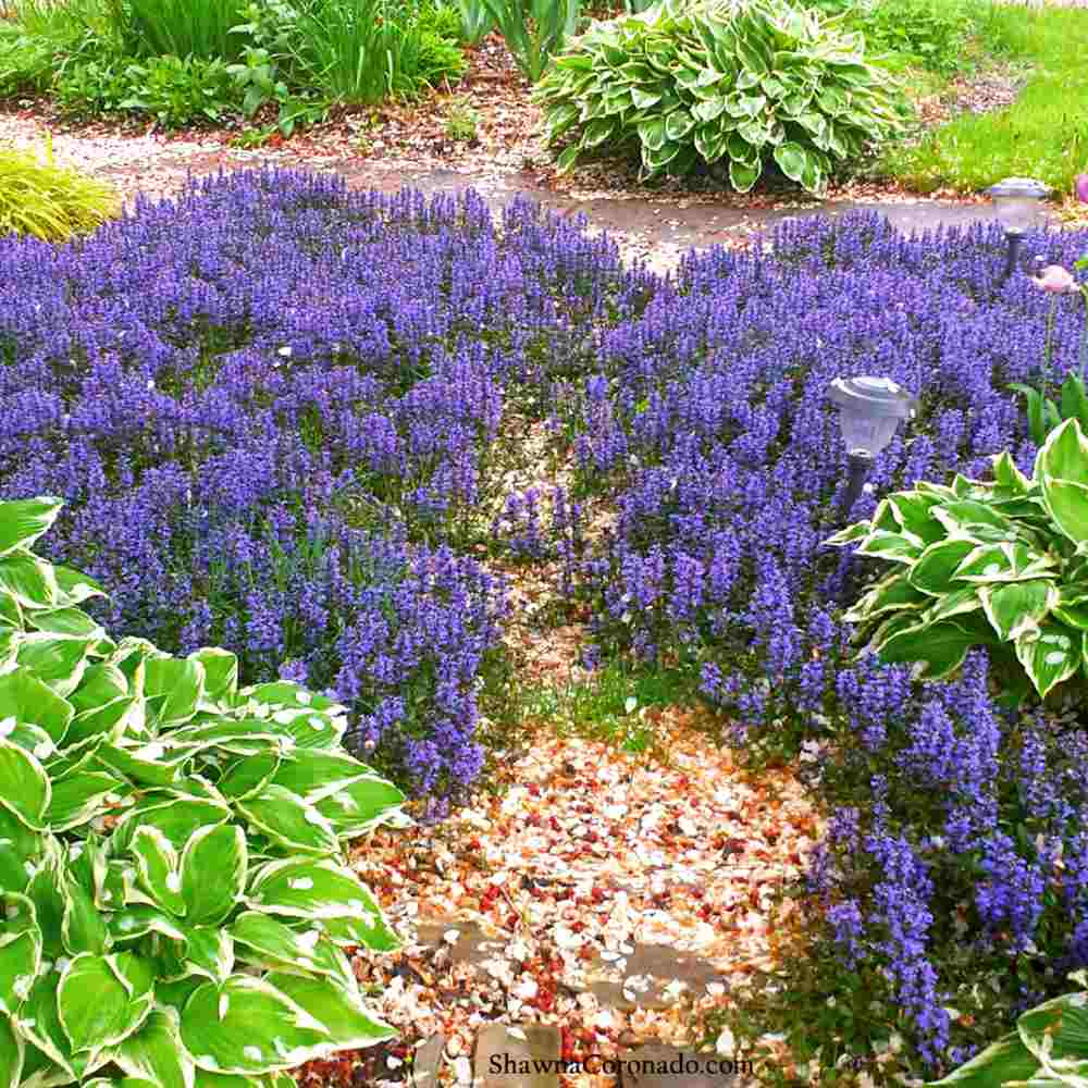 Vinetica Chocolate Chips (Ajuga reptans), planta decorativa vesnic verde cu frunzis intunecat si flori albastre