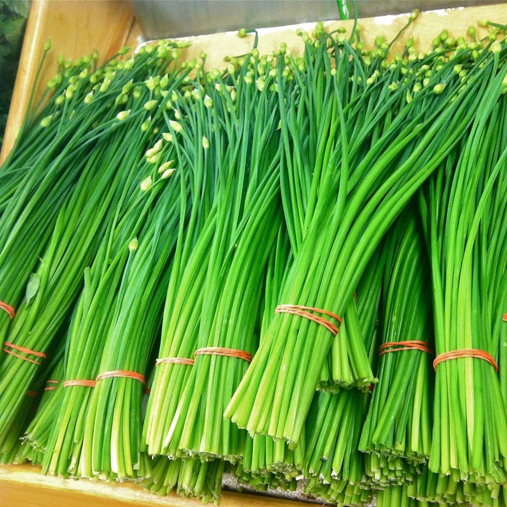 Díszhagyma, Allium schoenoprasum – rózsaszín–lila virágú