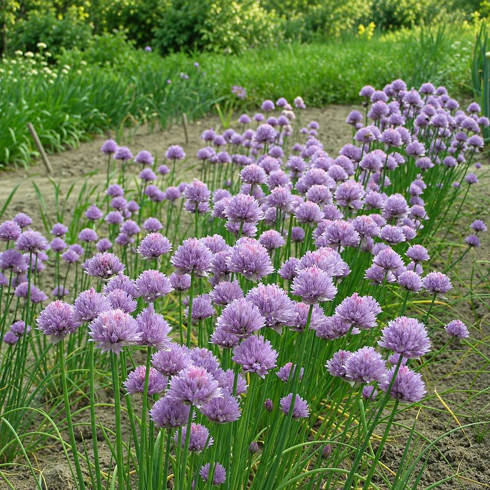 Díszhagyma, Allium schoenoprasum – rózsaszín–lila virágú