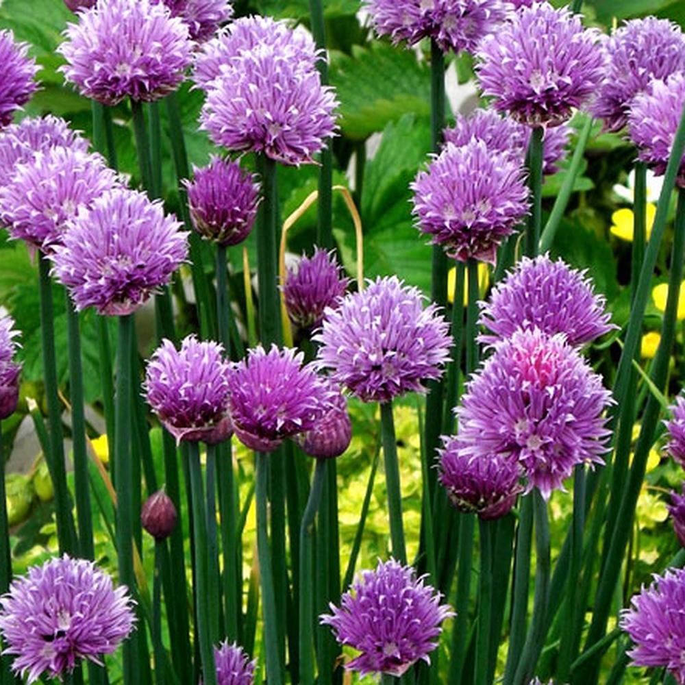Ceapa Ornamentala Allium Schoenoprasum