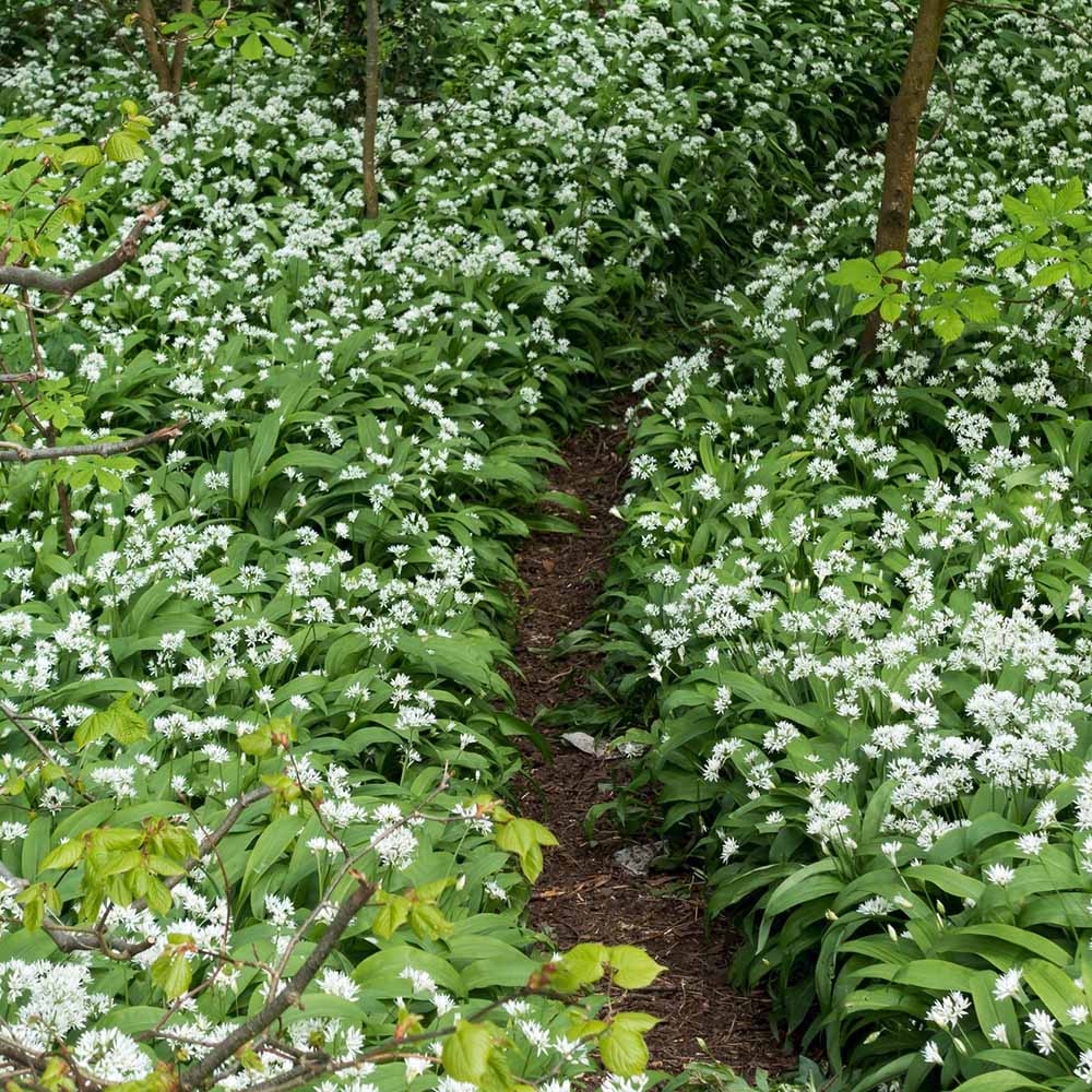Allium Ursinum