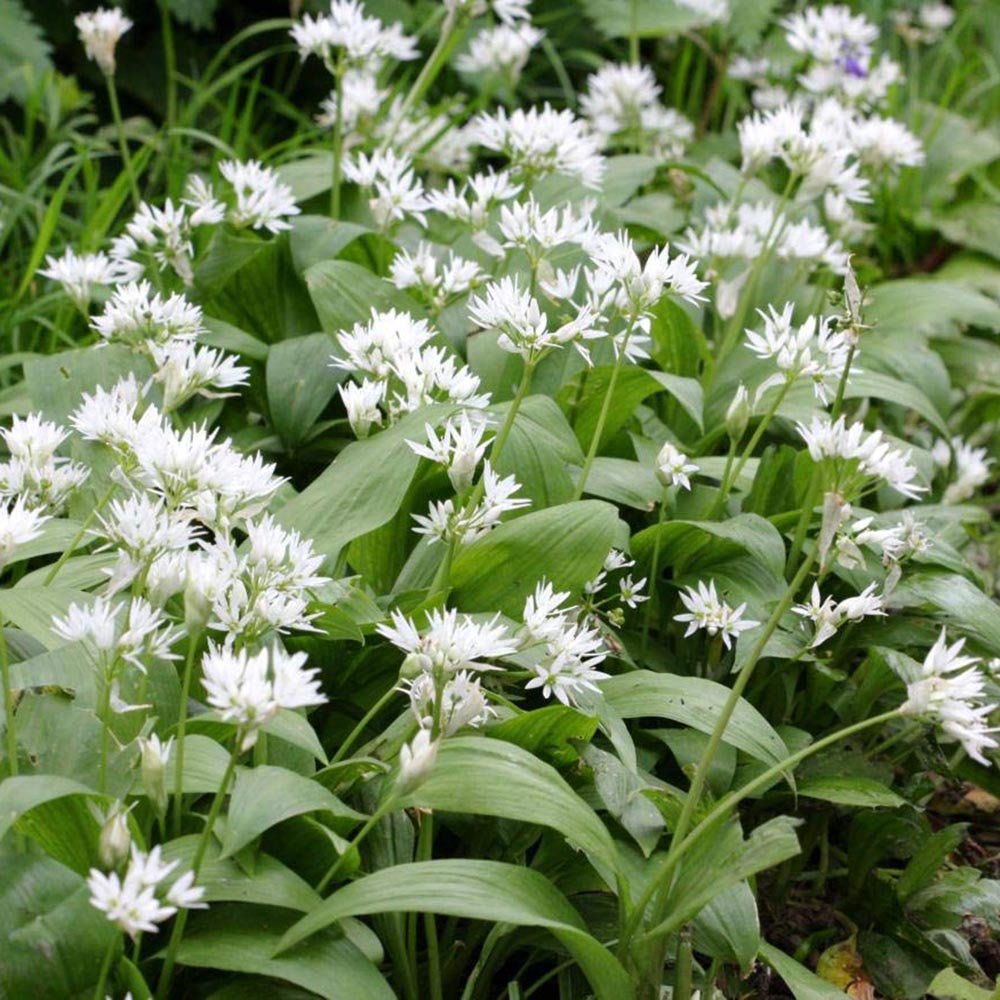 Allium Ursinum