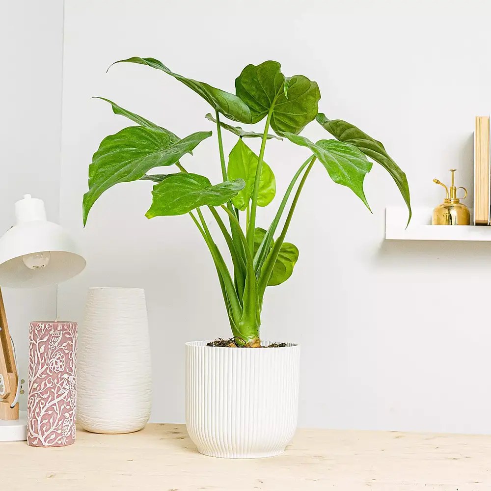 Urechea Elefantului Alocasia Chinese Taro (Alocasia cucullata), 110 cm, eleganta tropicala cu frunzis ornamental spectaculos