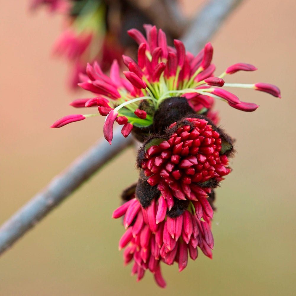 Arbore de Fier (Parrotia Persica)