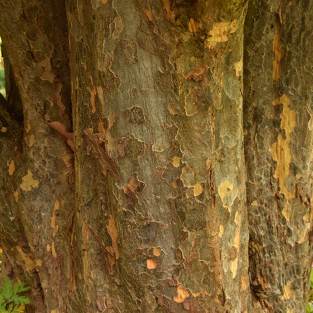 Arbore de Fier (Parrotia Persica)