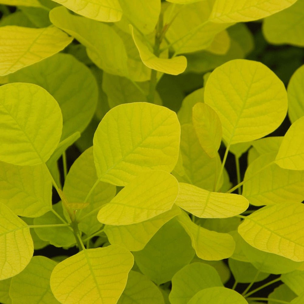 Arbore de Fum Scumpie galbena (Cotinus coggygria) Golden Spirit