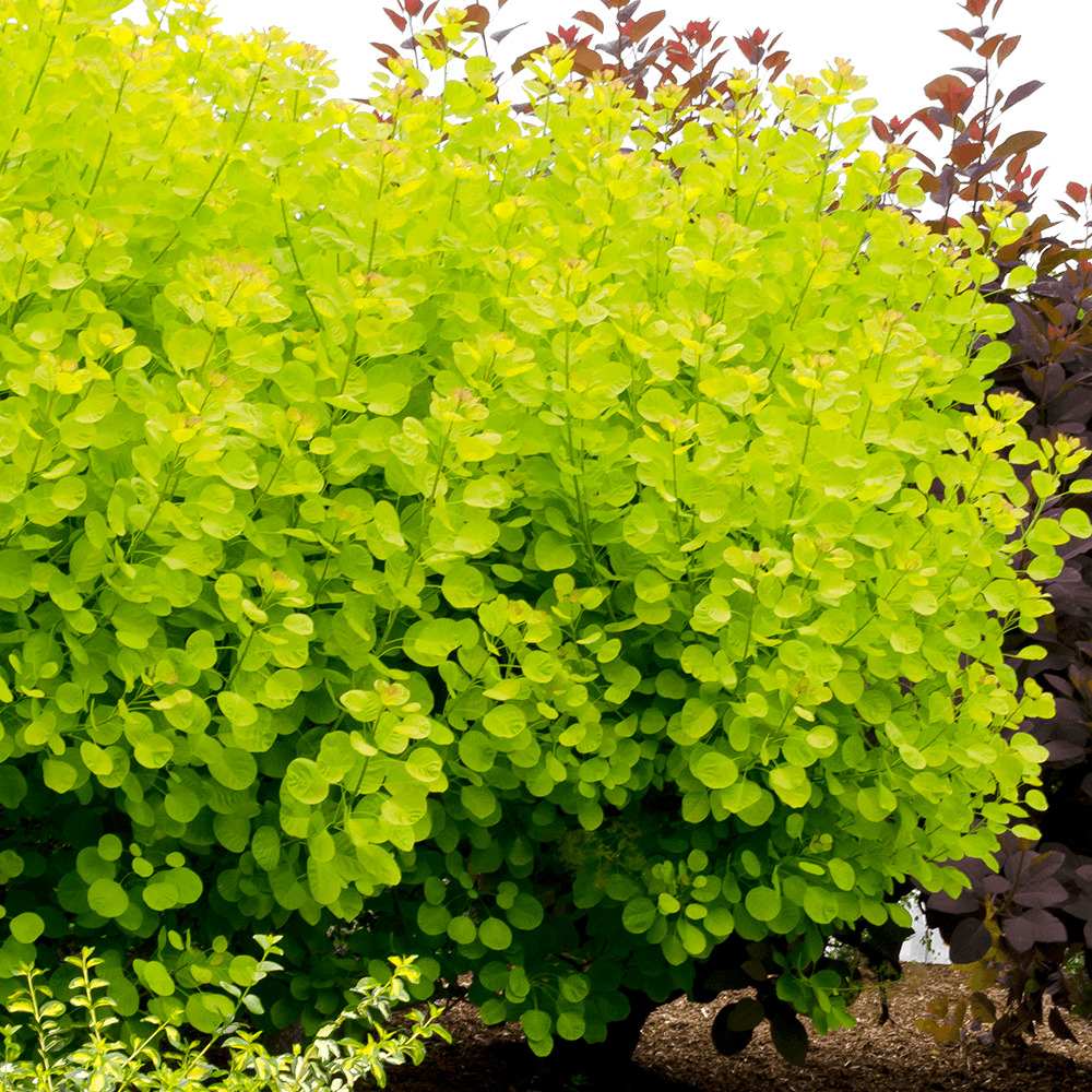 Arbore de Fum Scumpie galbena (Cotinus coggygria) Golden Spirit