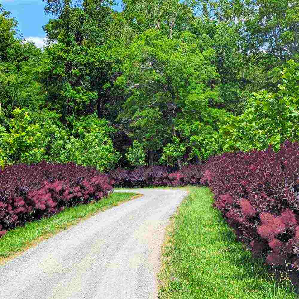 Arbore de Fum, Scumpie Rosie (Cotinus coggygria) Royal Purple