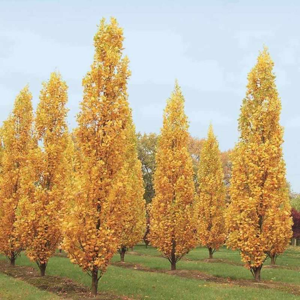 Arborele Lalea Columnar (Liriodendron Tulipifera Fastigiata)