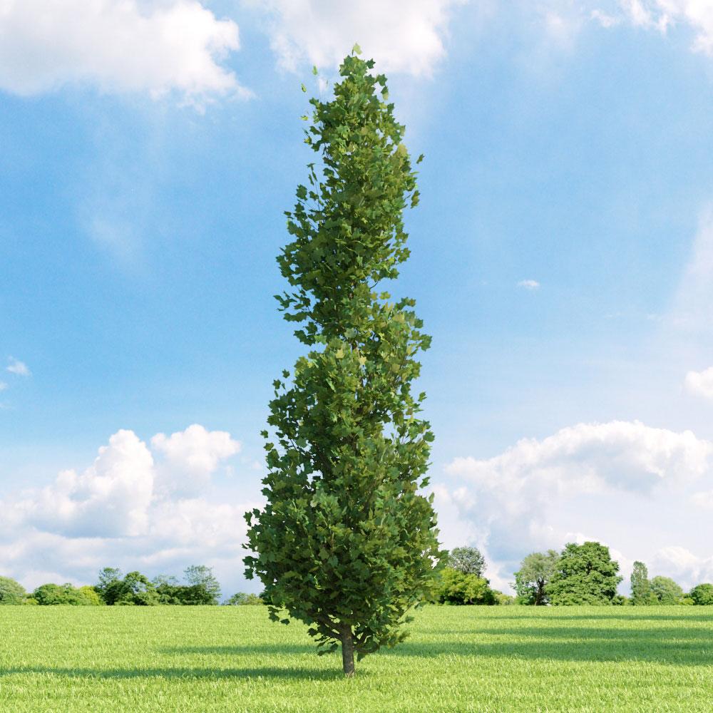 Arborele Lalea Columnar (Liriodendron Tulipifera Fastigiata)