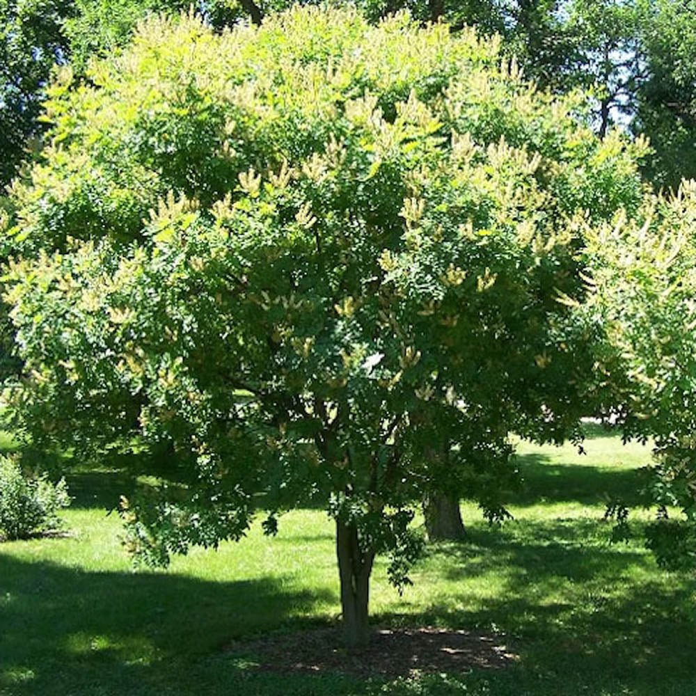 Arborele Amur Maackia Amurensis