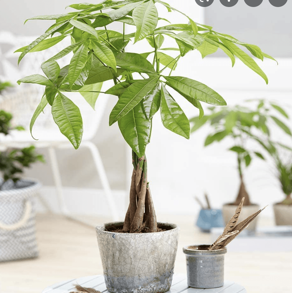 Arborele Banilor (Pachira Aquatica), Tulpina Impletita - 40 cm