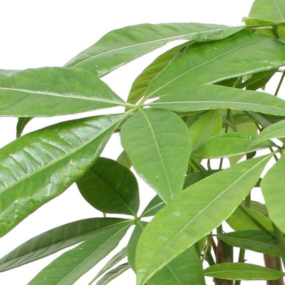 Arborele Banilor (Pachira Aquatica), Tulpina Impletita - 40 cm