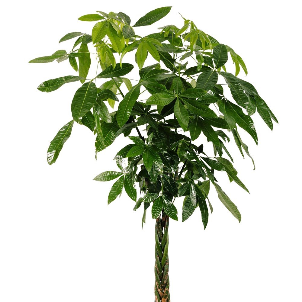 Arborele Banilor (Pachira Aquatica), Tulpina Impletita - 155 cm