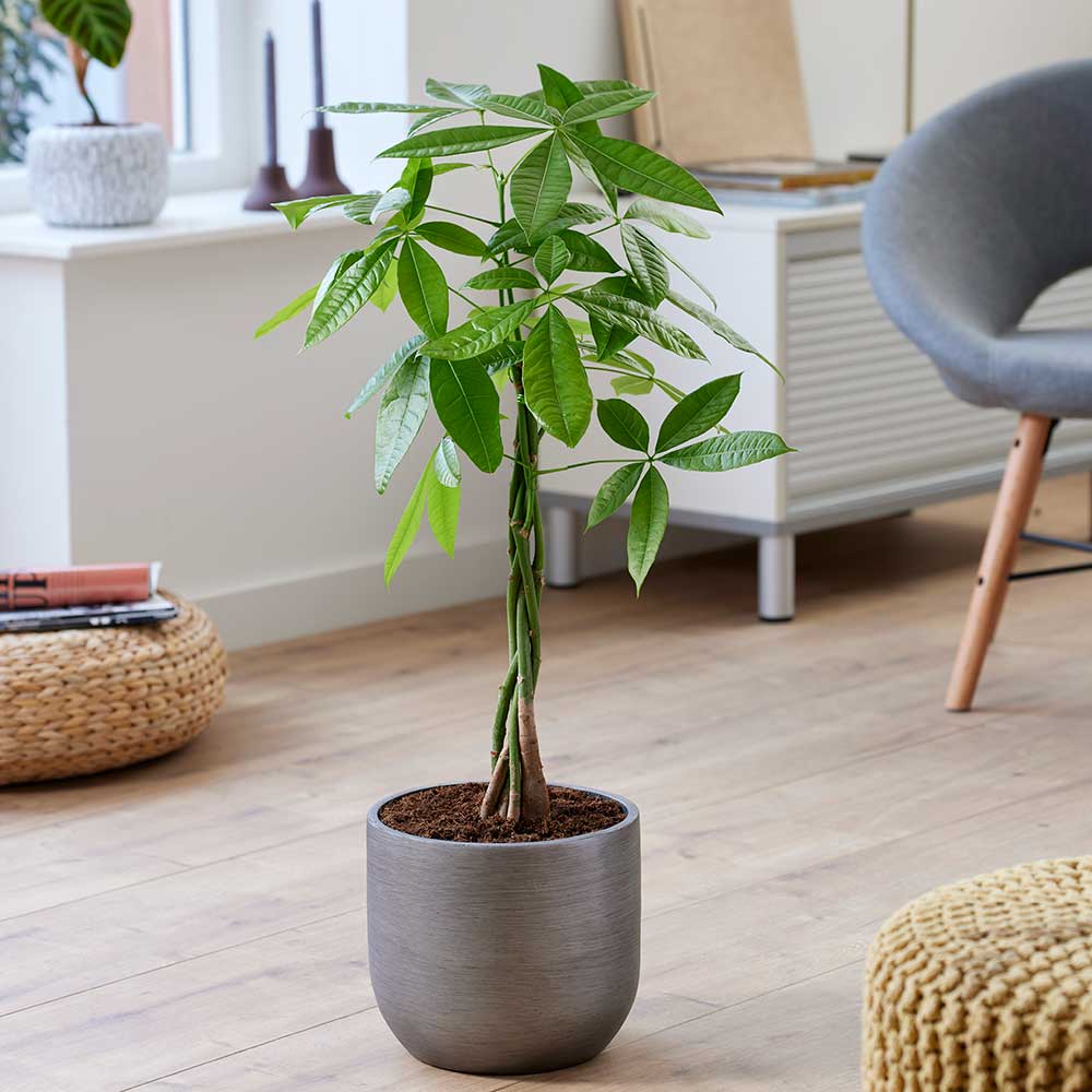 Arborele Banilor (Pachira Aquatica), cu tulpina Impletita, planta de interior norocoasa, purificatoare de aer - 80-95 cm