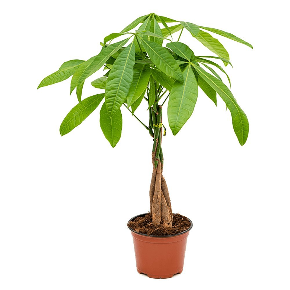 Arborele Banilor (Pachira Aquatica), Tulpina Impletita - 55 cm