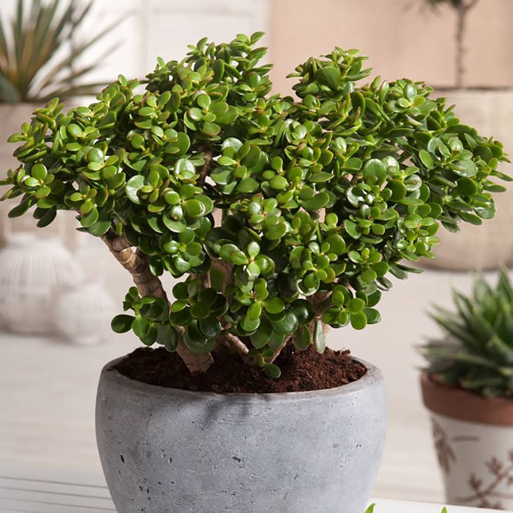 Arborele de Jad (Crassula Ovata) - 21 cm