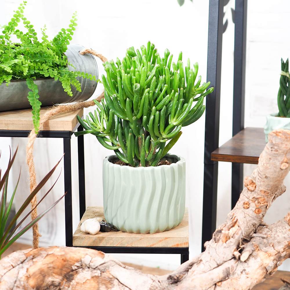 Arborele de Jad (Crassula Ovata) Hobbit - 21 cm