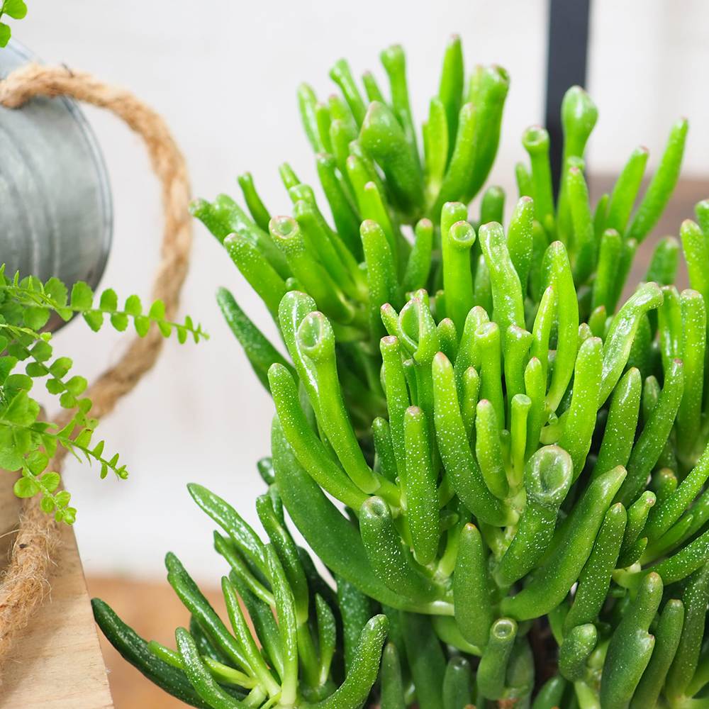 Arborele de Jad (Crassula Ovata) Hobbit - 50 cm