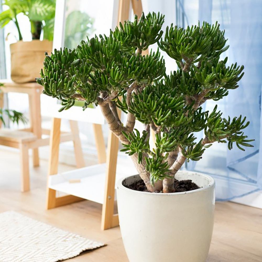 Arborele de Jad (Crassula Ovata) Hobbit - 50 cm