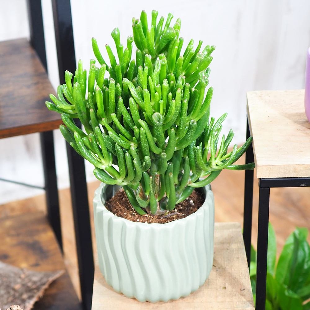 Arborele de Jad (Crassula Ovata) Hobbit - 50 cm