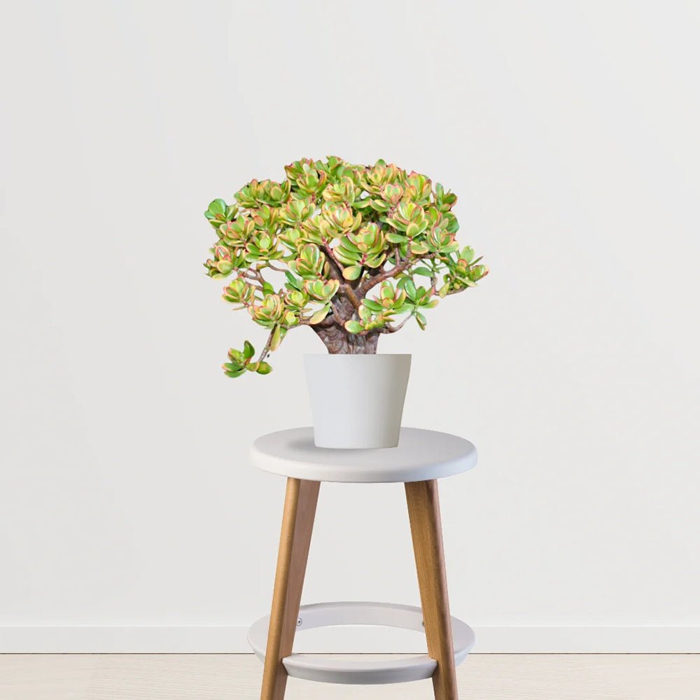Arborele de Jad (Crassula Ovata Sunset) - 21 cm