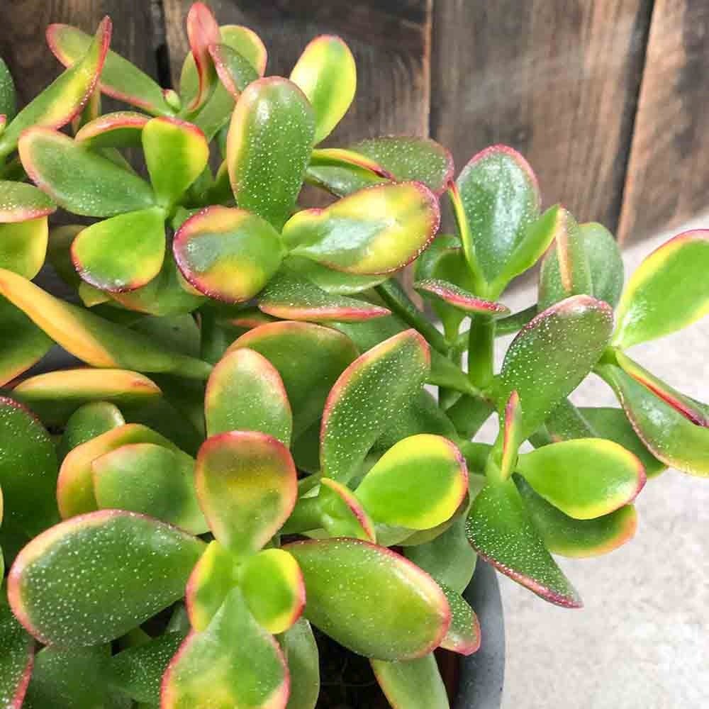 Arborele de Jad (Crassula Ovata Sunset) - 21 cm