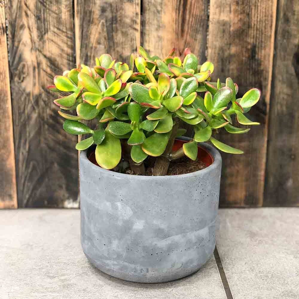 Arborele de Jad Galben XXL (Crassula Ovata Sunset) - 60 cm
