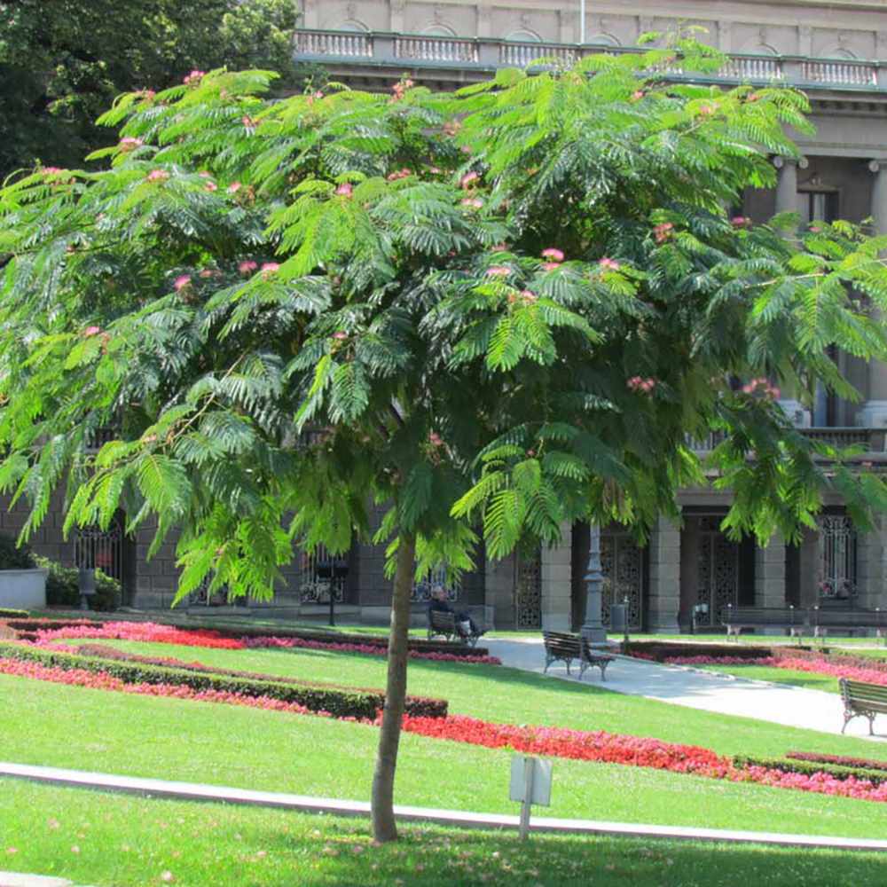 Arborele de Matase Rouge de Tuilière, cu flori rosii