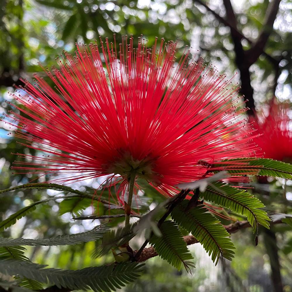 Arborele de Matase Rouge de Tuilière, cu flori rosii