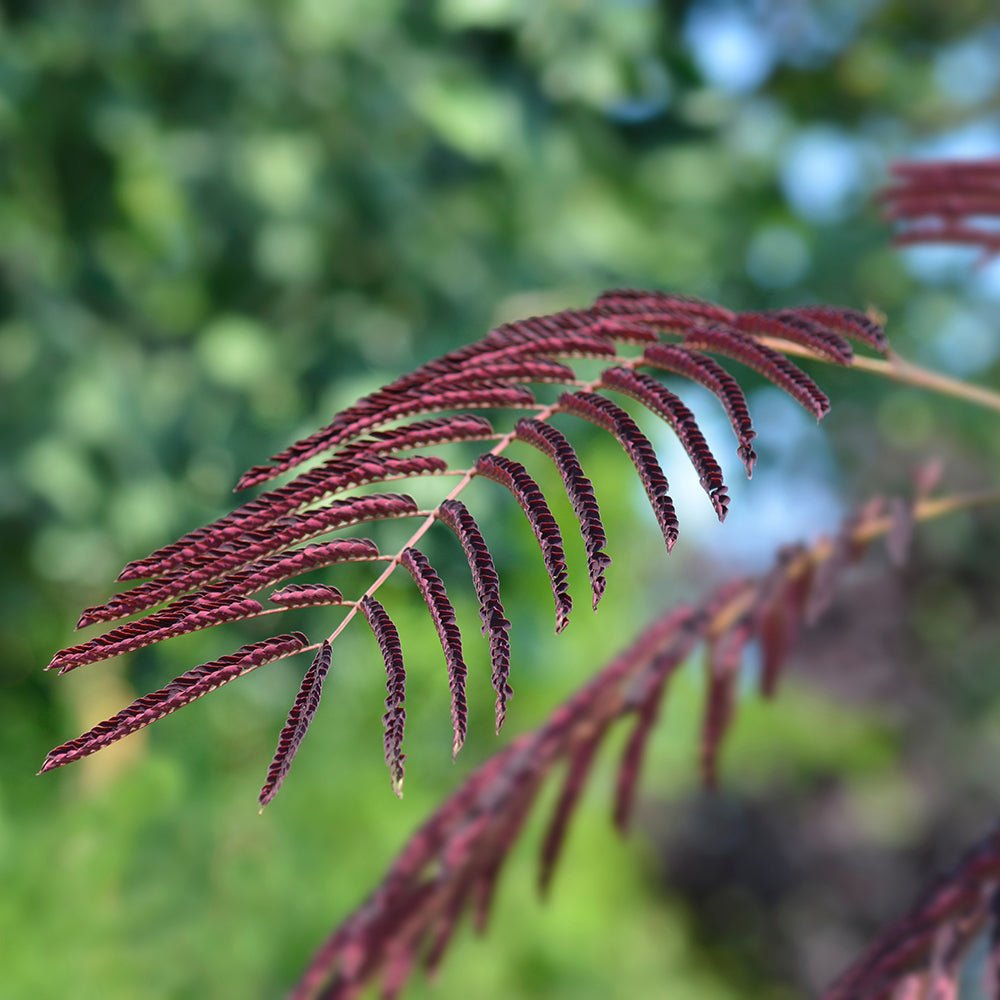 Arborele de Matase Summer Chocolate, cu flori roz