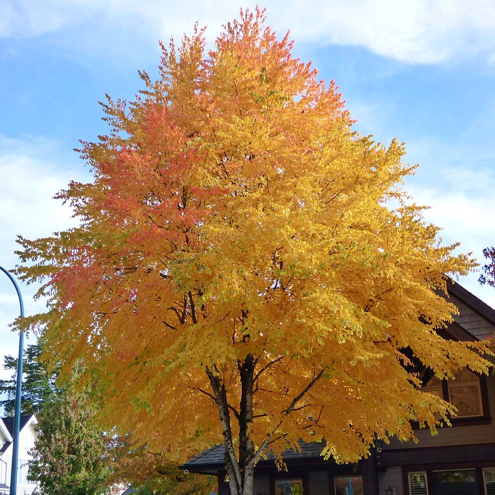 Arborele de zahar Katsura (Cercidiphyllum Japonicum) - parfum de caramel