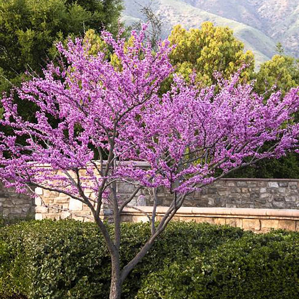 Arborele Lui Iuda Rosu (Cercis Canadensis Forest Pansy)