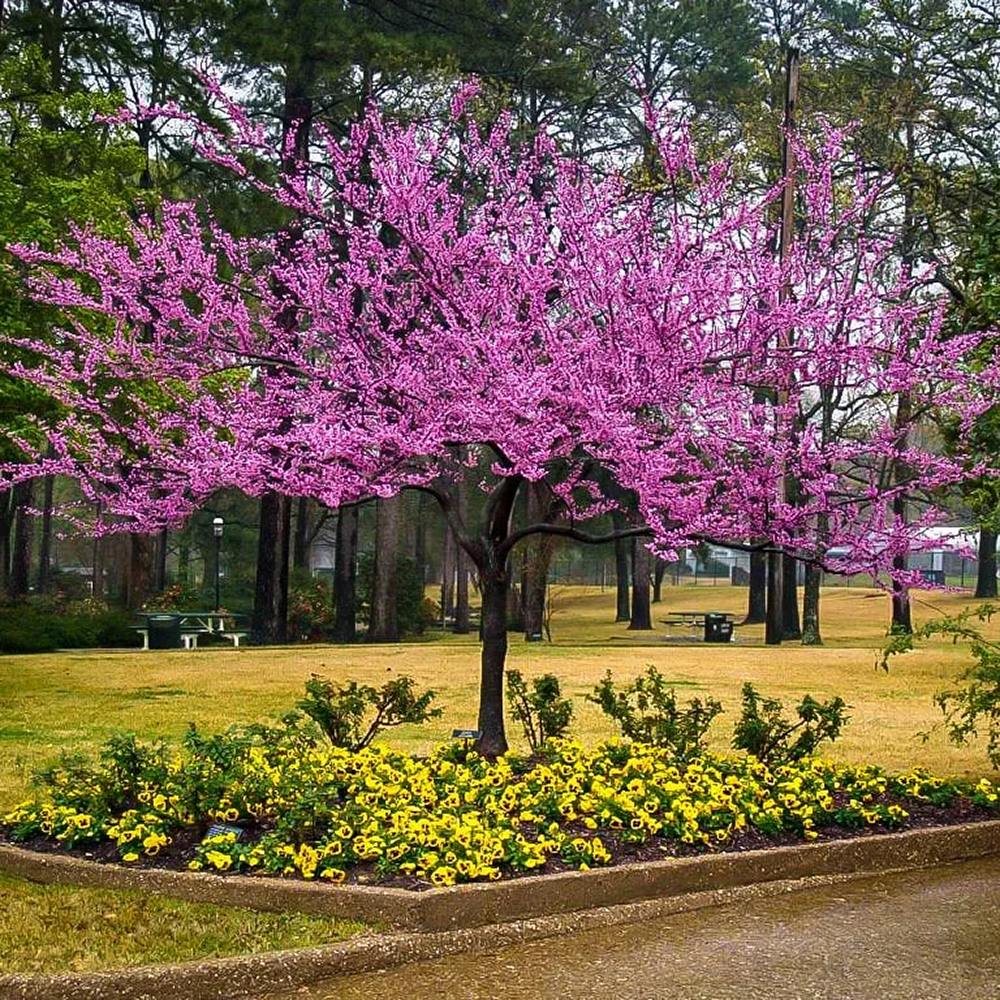 Arborele Lui Iuda Rosu (Cercis Canadensis Forest Pansy)