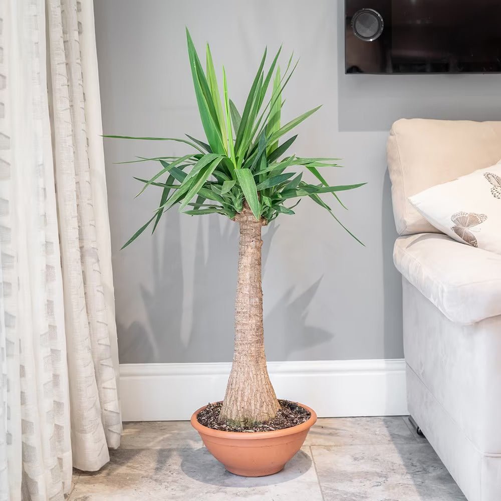 Arborele Vietii (Yucca Elephantipes) - 105 cm