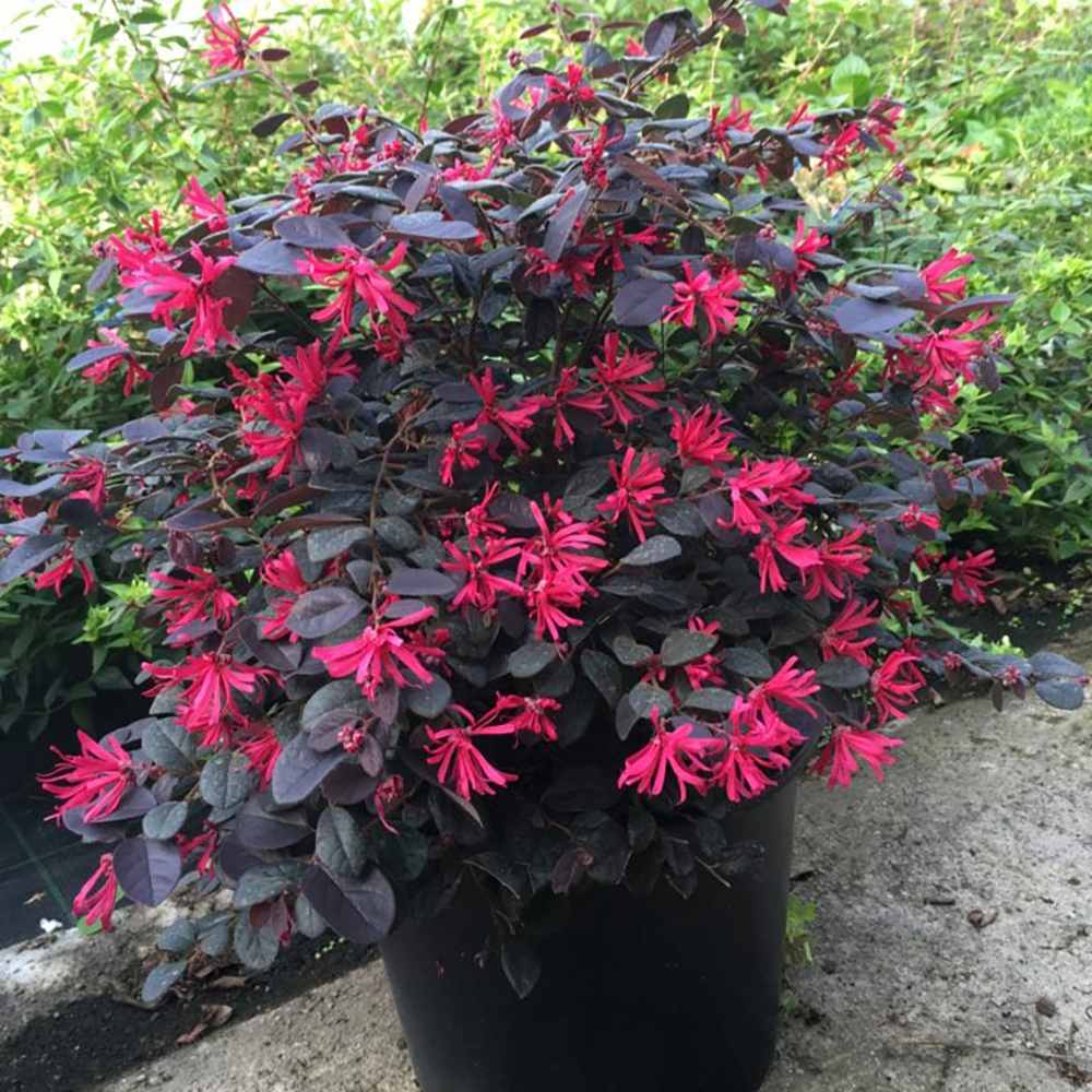 Arbust Chinezesc Loropetalum Black Pearl, cu flori violet-inchis negru