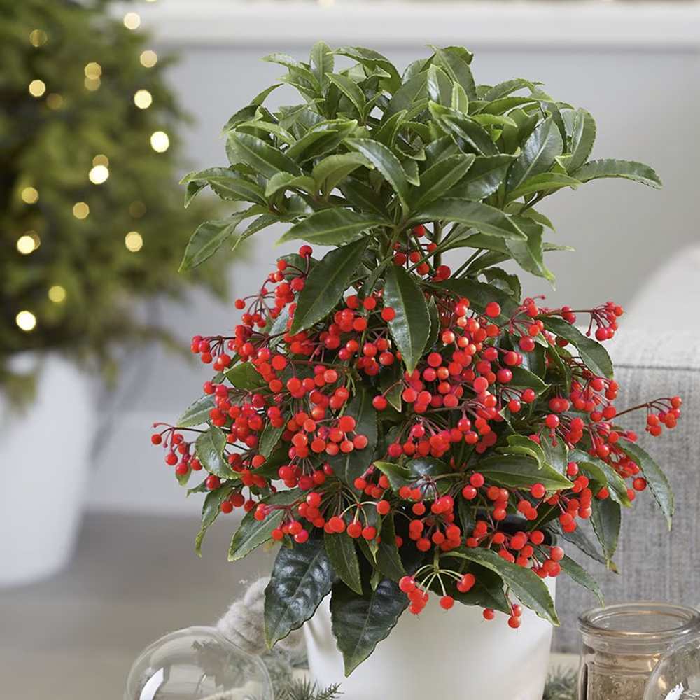 Ardisia Boss Rosie, planta decorativa cu fructe rosii stralucitoare, eleganta si usor de ingrijit pentru interior - 35 cm