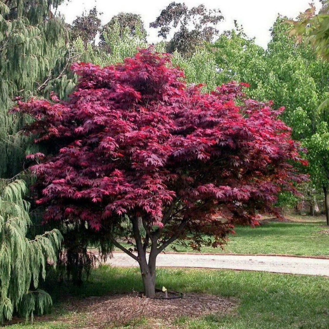 Artar Japonez Atropurpureum, cu frunzis rosu-purpuriu