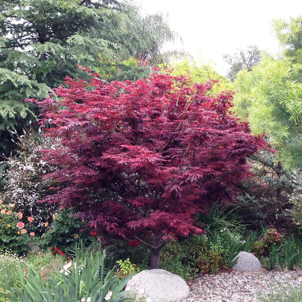 Artar Japonez Atropurpureum, cu frunzis rosu-purpuriu